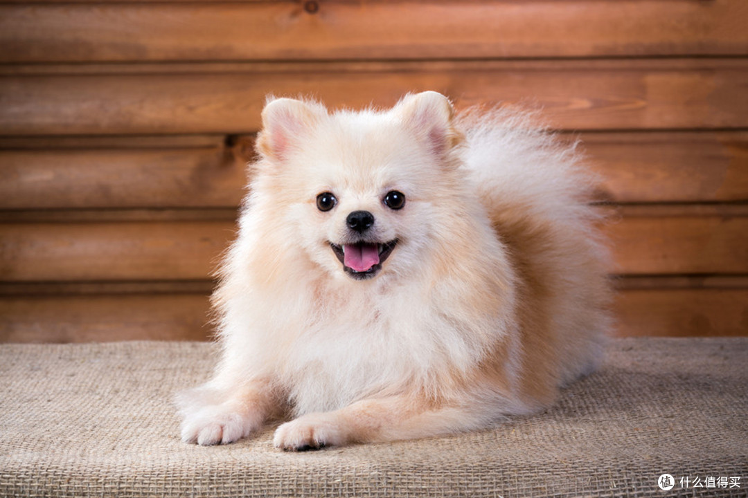 你家狗子见别的宠物靠近你,偷偷吃醋闹小脾气太萌了