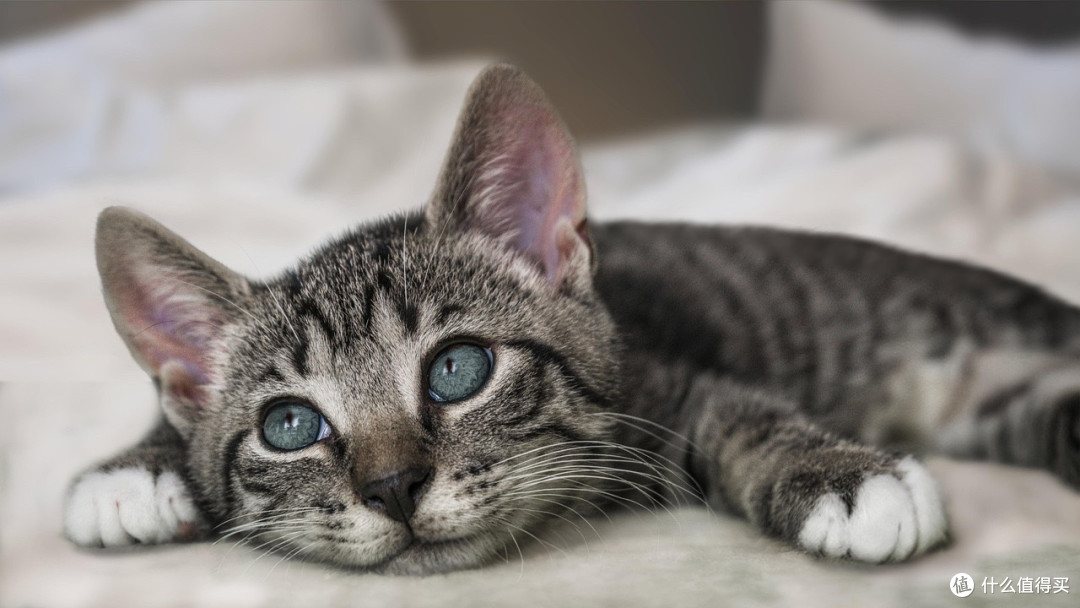 热门猫粮怎么选？希喂、阿飞和巴弟、好主人猫粮哪款性价比最高？