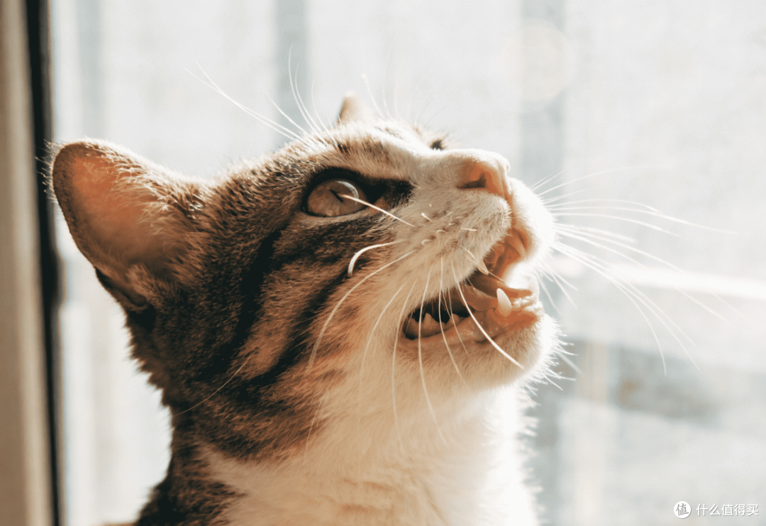 养猫三年换过6款猫粮我终于搞明白2026猫粮选什么牌子比较好这事