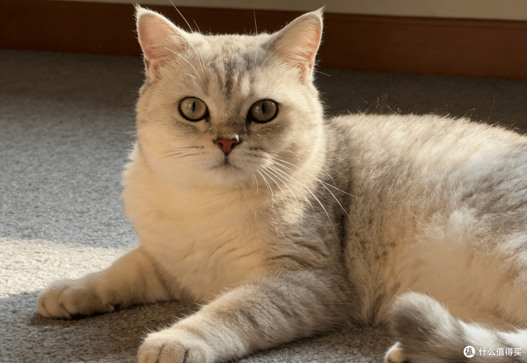 养猫三年换过6款猫粮我终于搞明白2026猫粮选什么牌子比较好这事