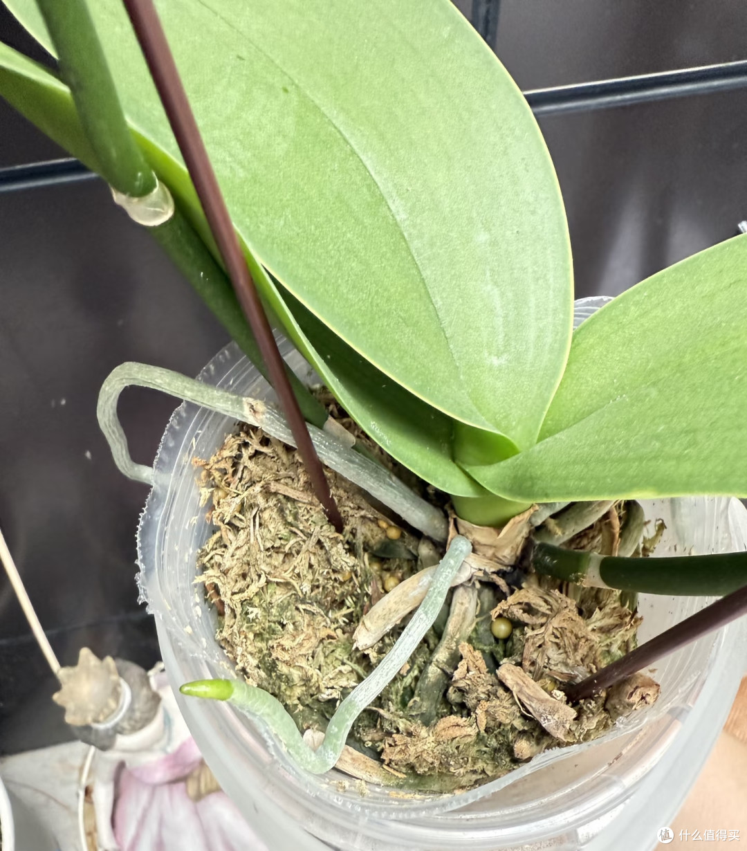 蝴蝶兰控温催花?这几种千万别乱控,控一次伤一年,越控越不开花