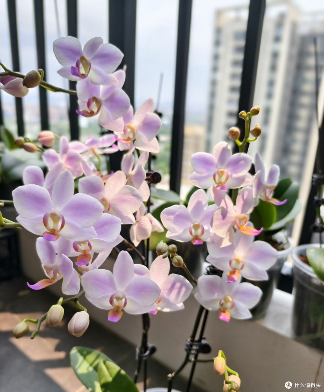 蝴蝶兰控温催花?这几种千万别乱控,控一次伤一年,越控越不开花