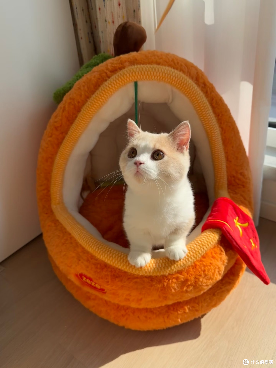 过冬猫窝首选🔥zeze山姆橘子猫窝包裹感拉满