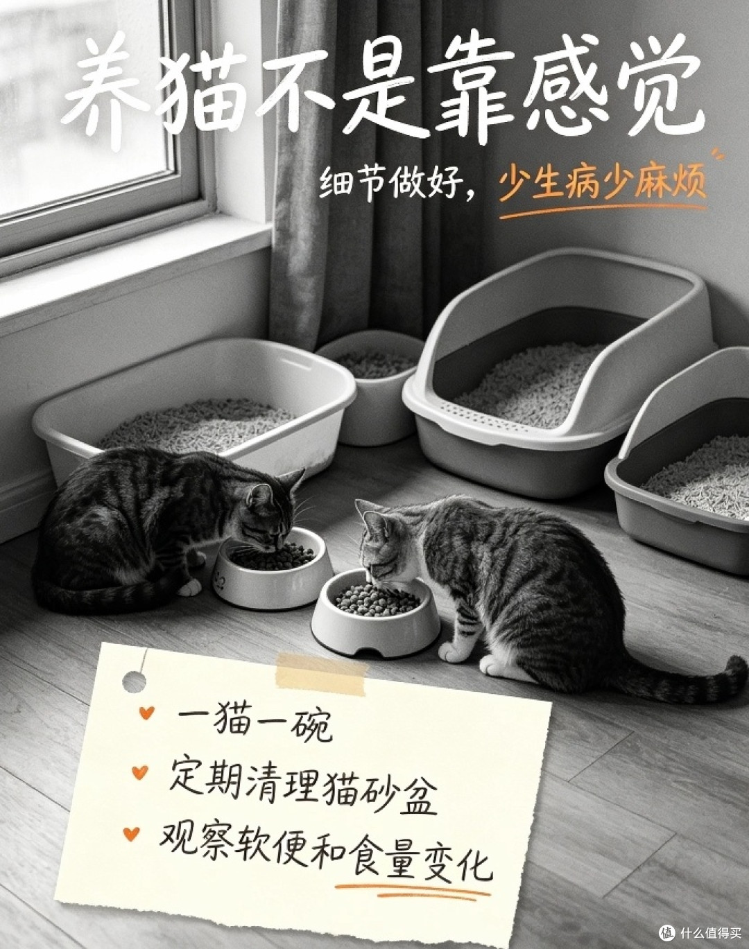 多猫家庭实操,避开这些容易踩坑的喂养误区