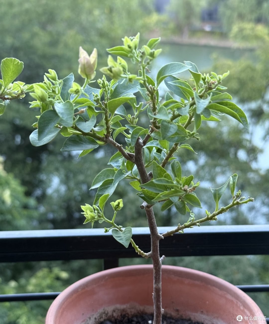 三角梅秋季黄金养护法:秋花爆不停,苗壮安稳过冬
