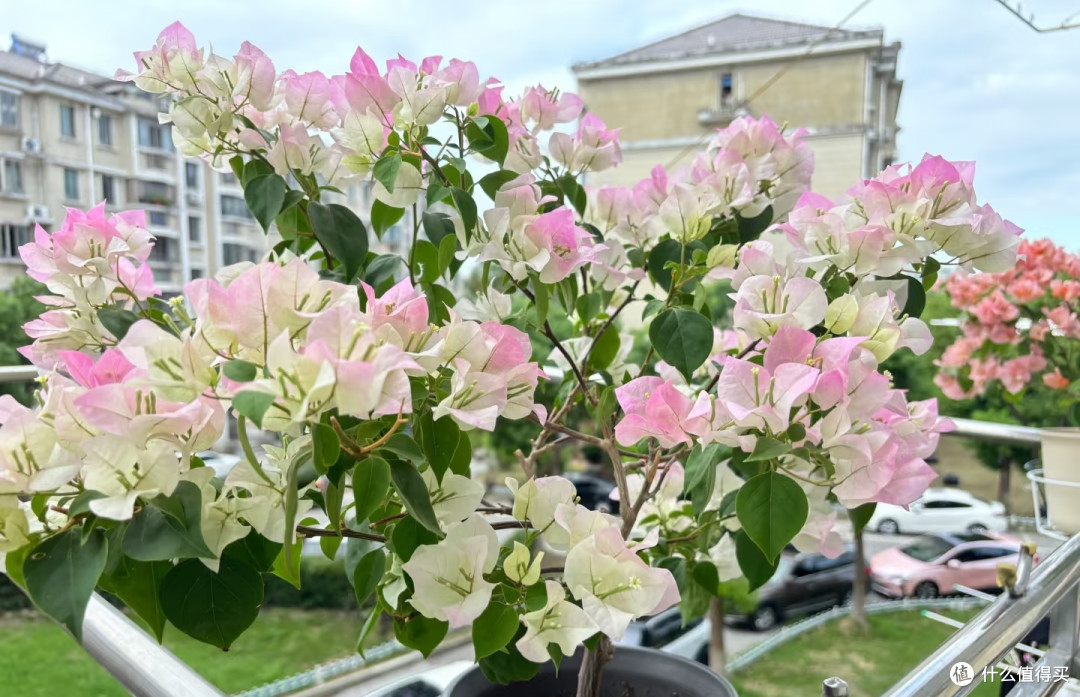 三角梅秋季黄金养护法:秋花爆不停,苗壮安稳过冬