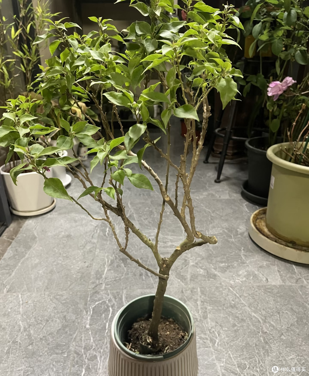 三角梅秋季黄金养护法:秋花爆不停,苗壮安稳过冬