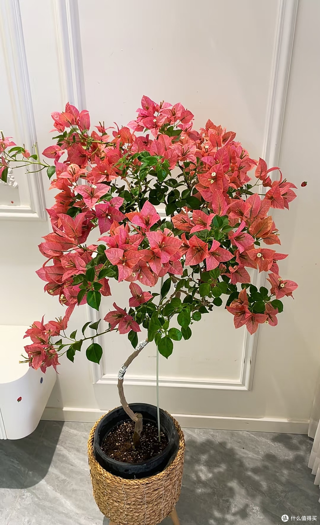 三角梅秋季黄金养护法:秋花爆不停,苗壮安稳过冬