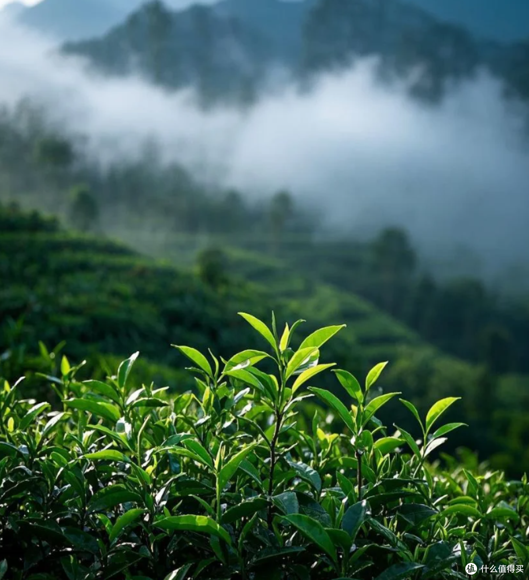 暖身养胃秋冬茶饮:红茶、黑茶、乌龙茶代表性品牌梳理