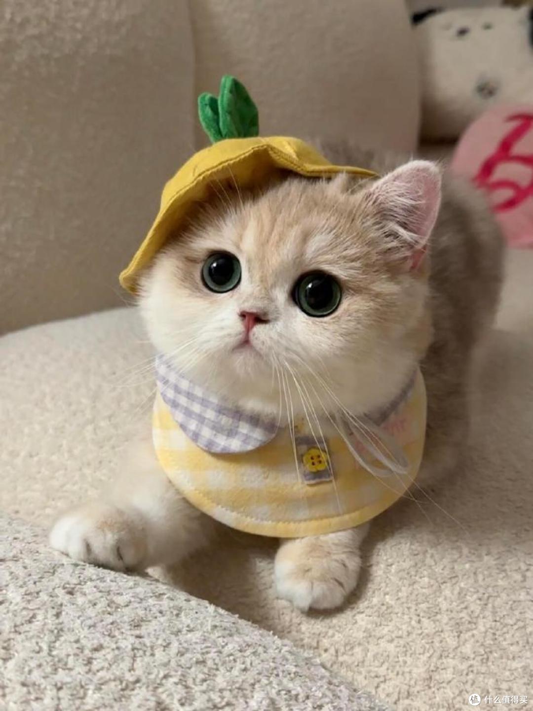 我家猫谁摸都炸毛，全身上下唯独只准我碰这一处！