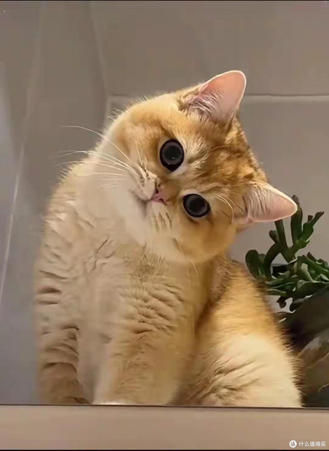 英短蓝猫适配顶入式猫砂盆实测