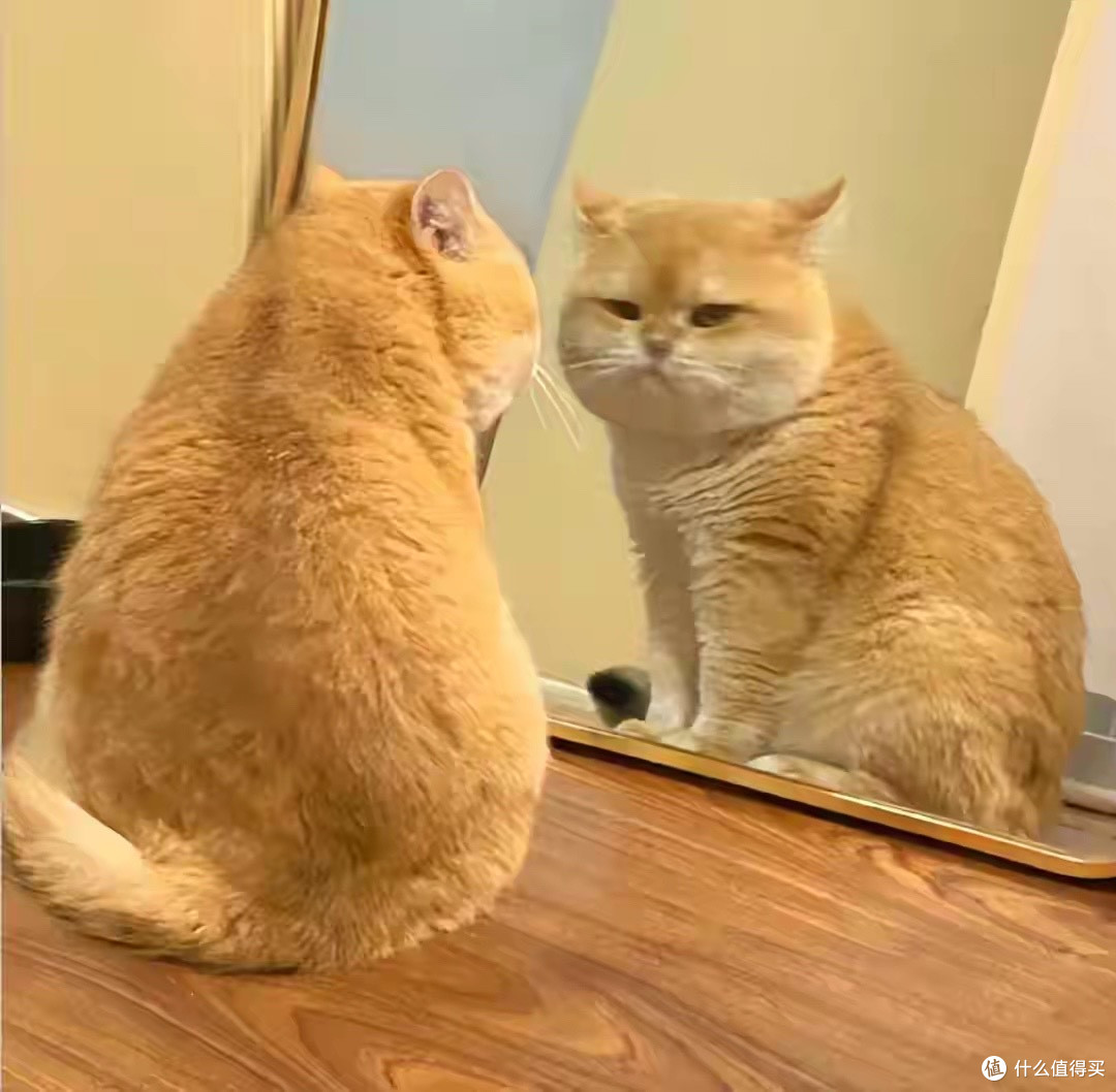 英短蓝猫适配顶入式猫砂盆实测