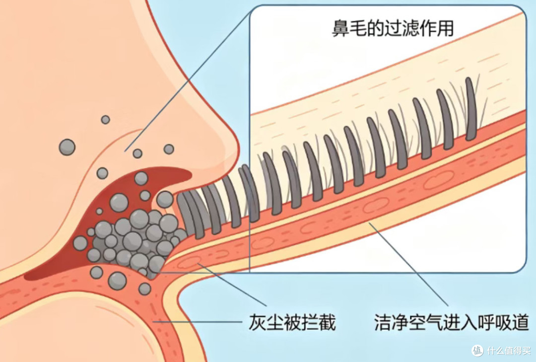 鼻毛总外窜?别再硬拔了!这根“救命毛”你根本不懂!