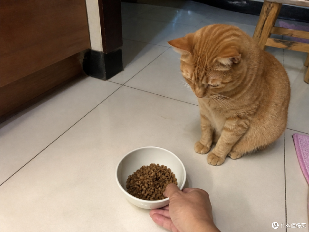 ​四岁橘猫换掉膨化粮，猫粮推荐这款生骨肉烘焙粮