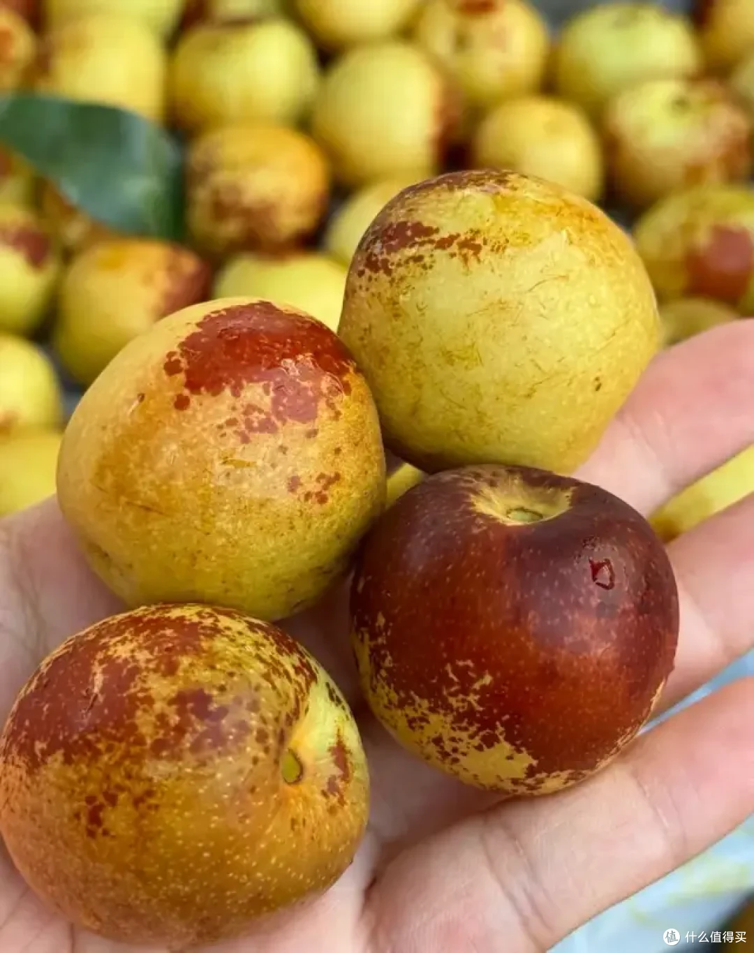 9月的水果很懂事,唯一的缺点:季节限定