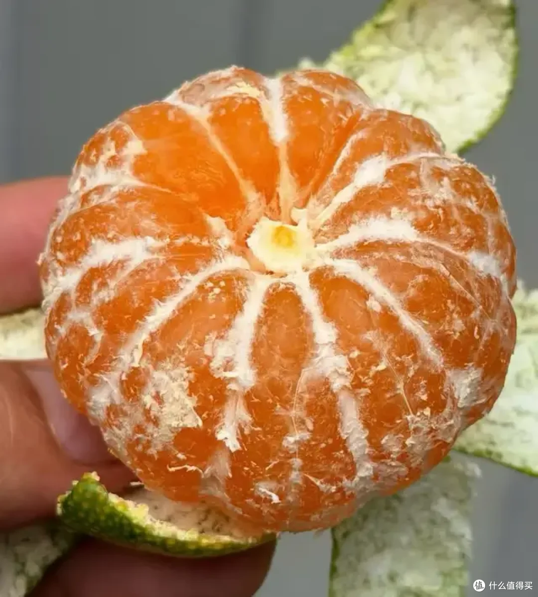 9月的水果很懂事,唯一的缺点:季节限定