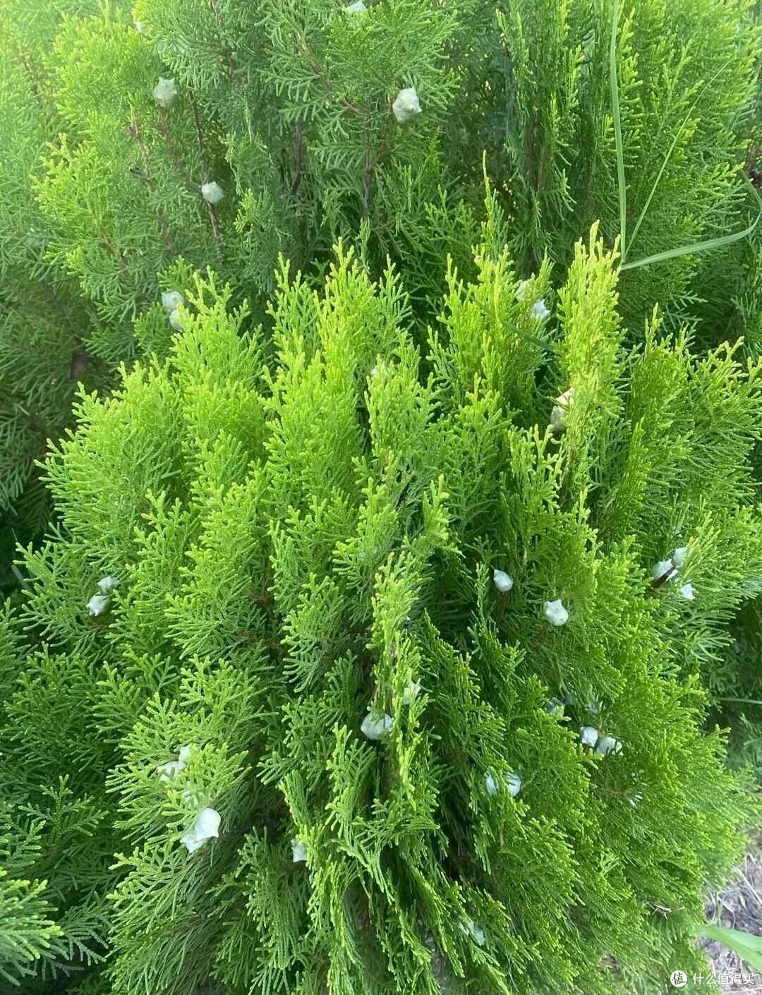 急性子上班族挑速干不假滑洗发皂,洗感肤感舒服的4款感觉不一样