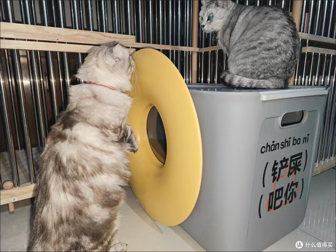 养猫家庭封神✨再也不用跟满地猫砂和解了😭