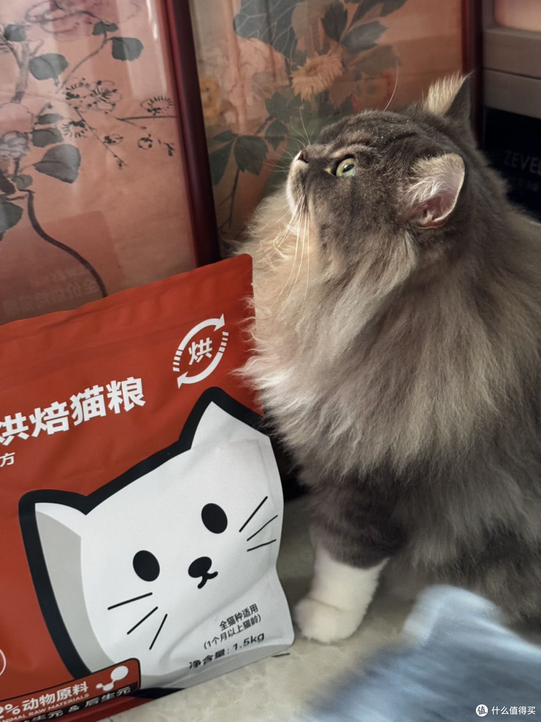 猫咪肠胃弱猫粮怎么选？希喂vs爱肯拿vs高爷家猫粮，哪款最温和？