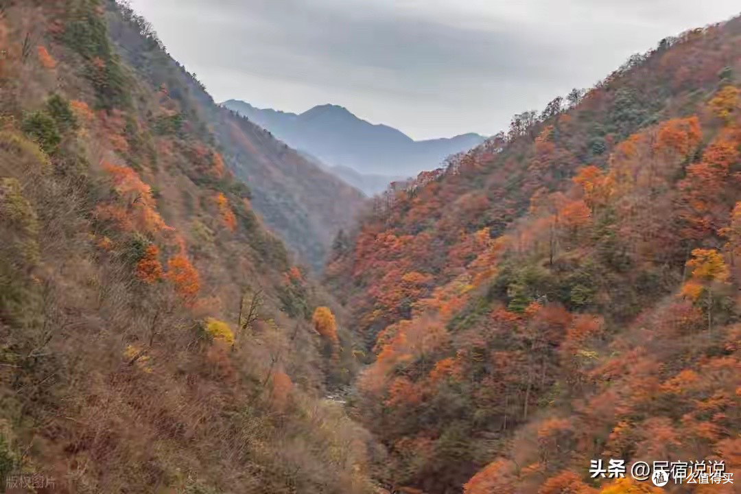 成分安全控油去屑洗发水:成分党把洗感用过一轮真心留下这几款