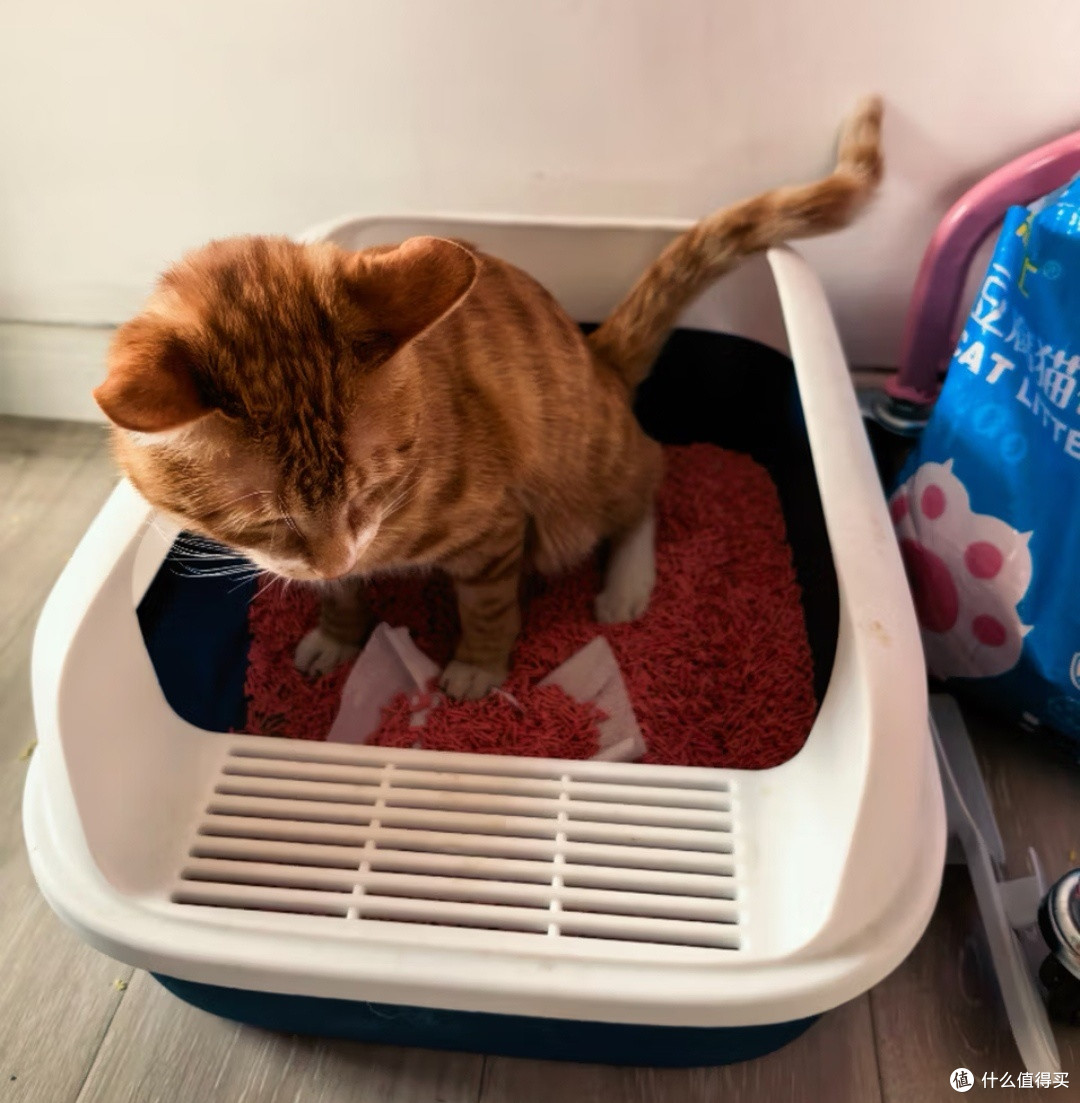 憨仕豆腐猫砂的低尘除臭实测