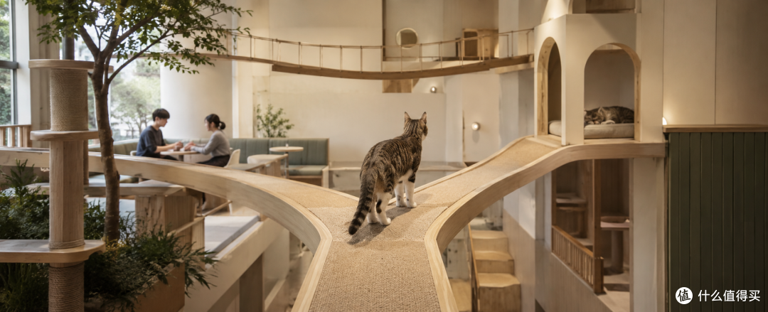 猫咖装修哪些地方值得投入?这几项比网红造型更重要