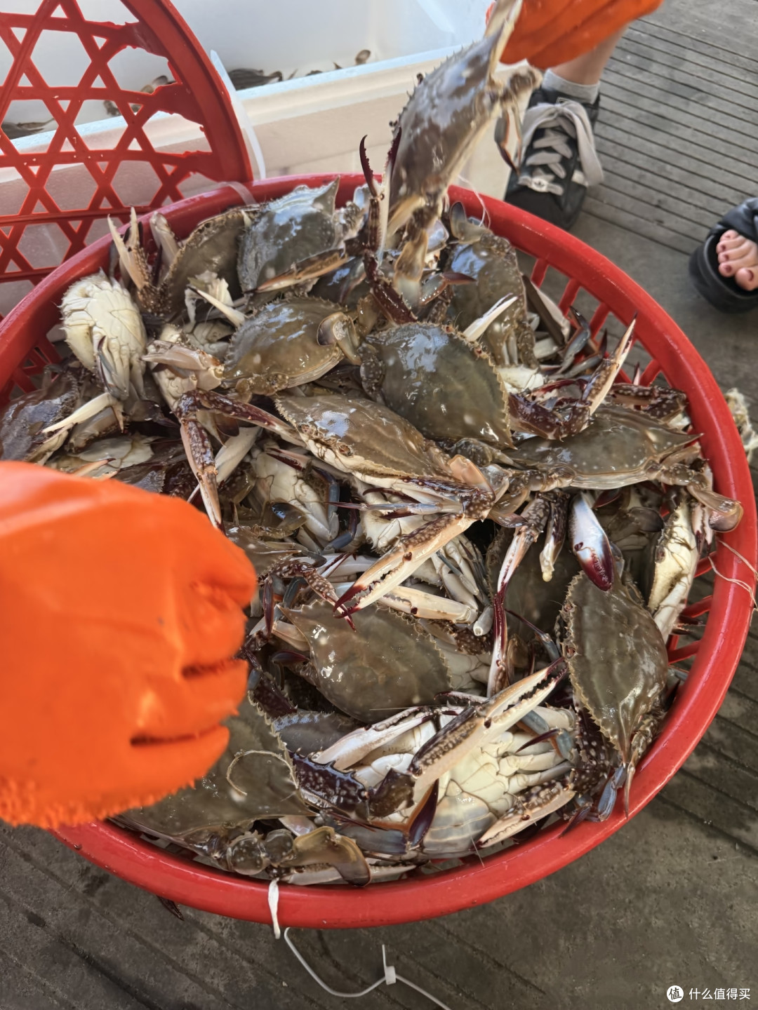 入秋尝鲜清单!这三样江浙沪水产我能吃一整个秋天。建议务必品尝