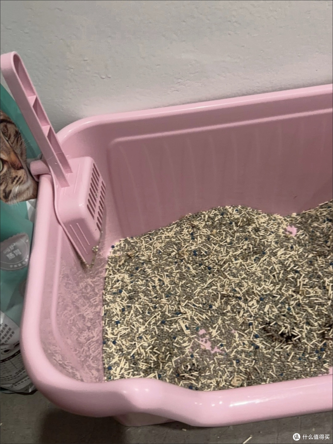 科学规划猫咪用品维护与更换