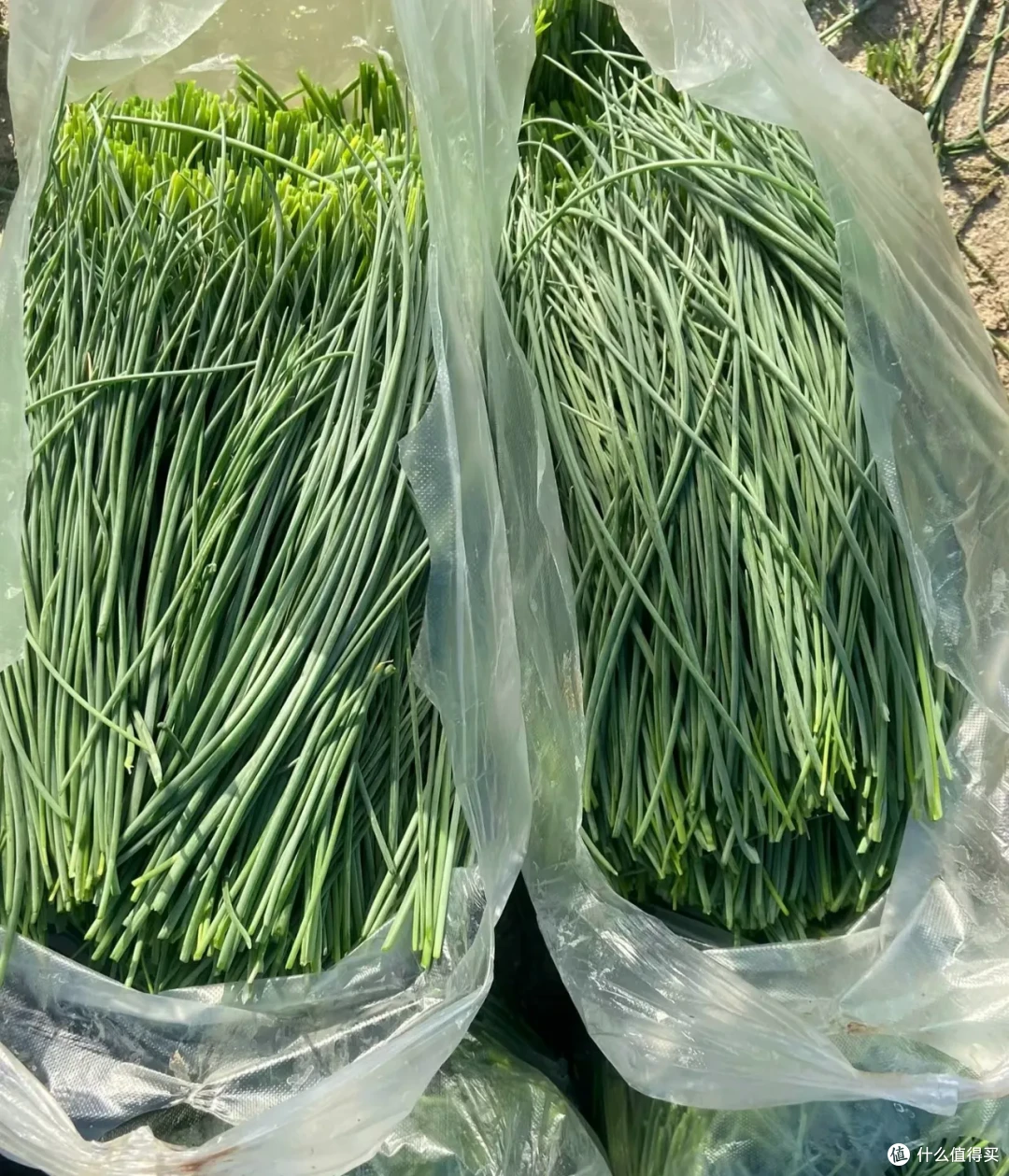 9月应季蔬菜,好吃爽吃,胃口大开