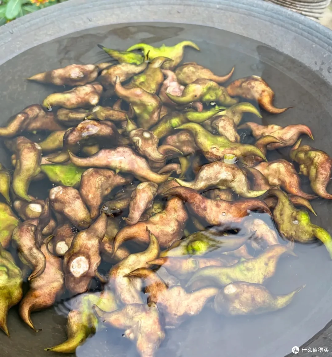 9月应季蔬菜,好吃爽吃,胃口大开