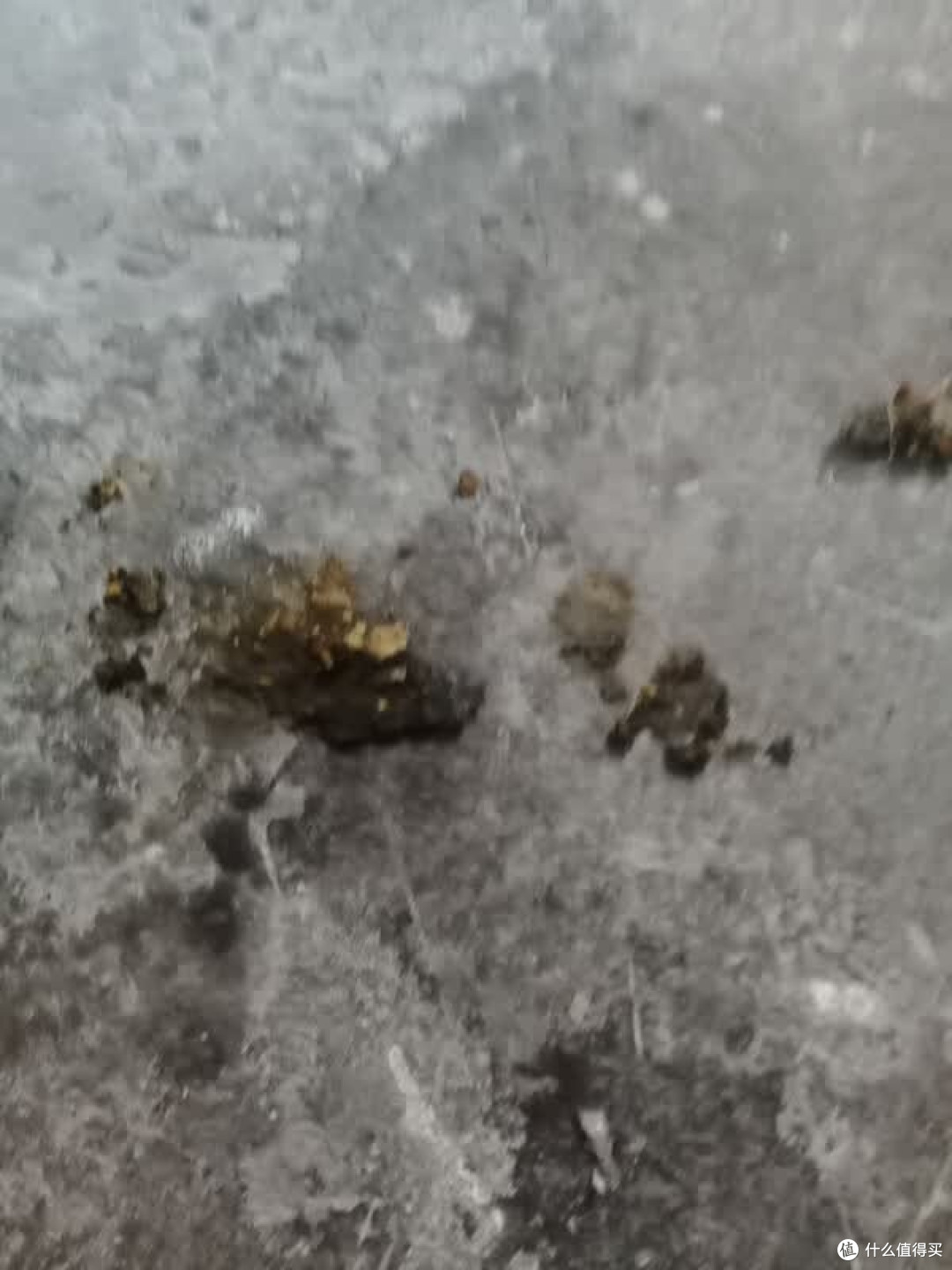 卫加狗粮实测:玻璃胃救星?