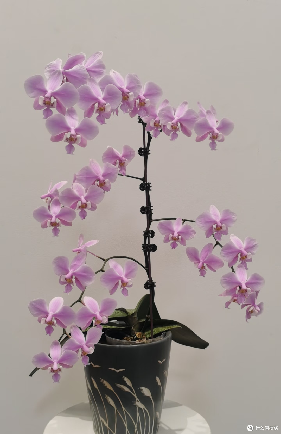 蝴蝶兰只在顶端开几朵?别急,3个小技巧,轻松让整根枝条开满花