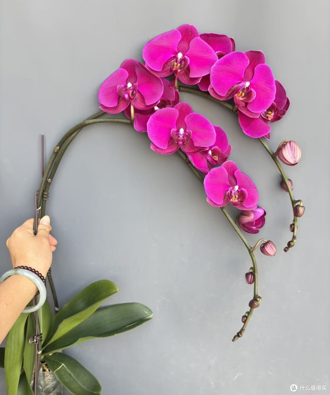 蝴蝶兰只在顶端开几朵?别急,3个小技巧,轻松让整根枝条开满花