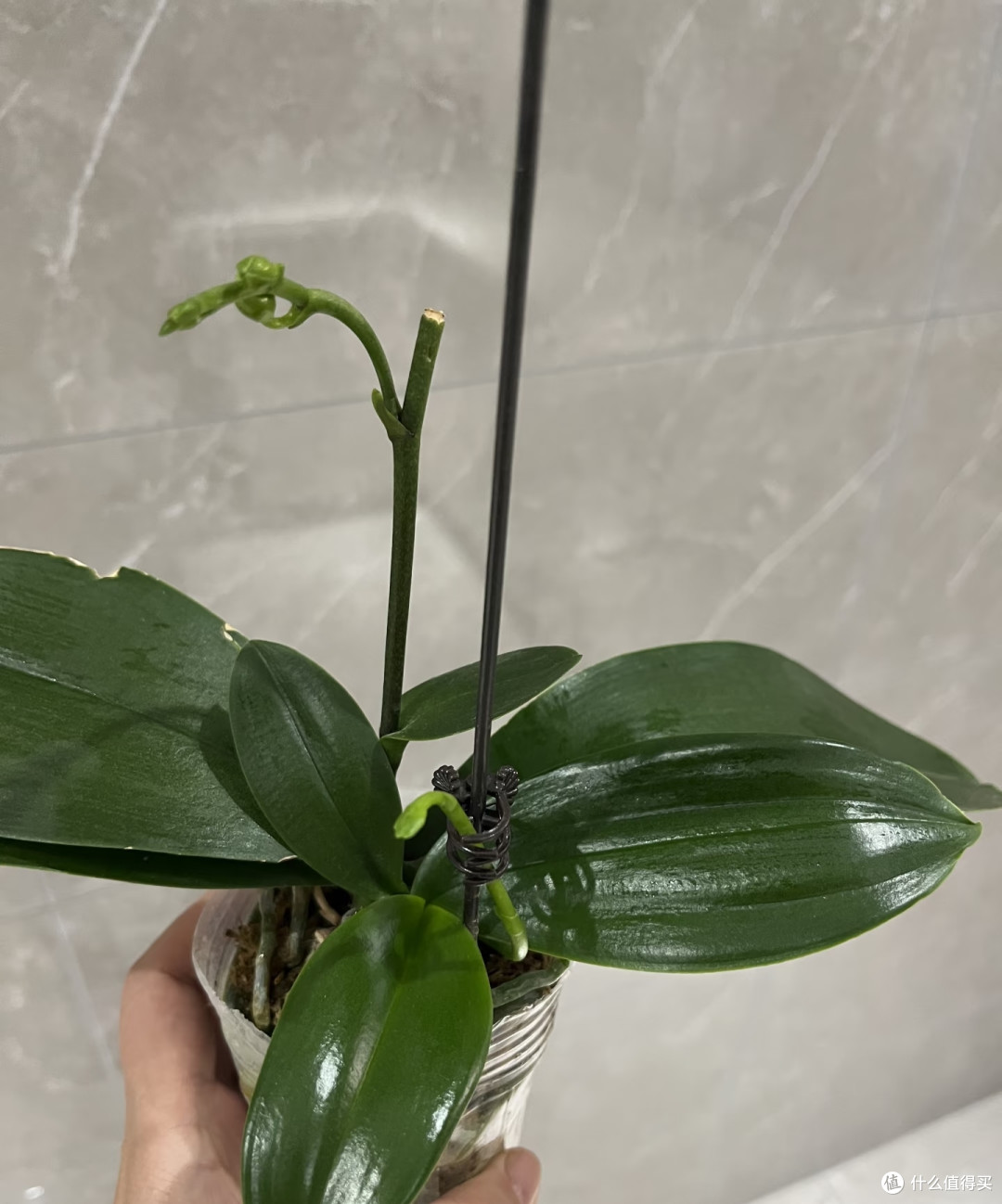 蝴蝶兰只在顶端开几朵?别急,3个小技巧,轻松让整根枝条开满花