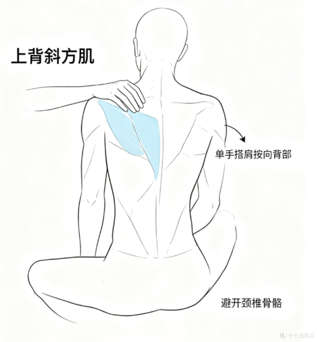 上背斜方肌、背阔肌按摩