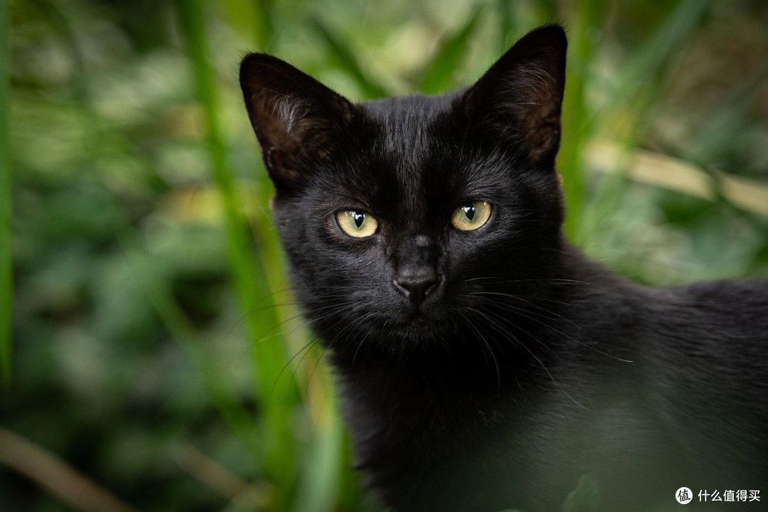 猫粮品牌怎么选?希喂、法米娜、麦富迪舒然猫粮哪款性价比最高?