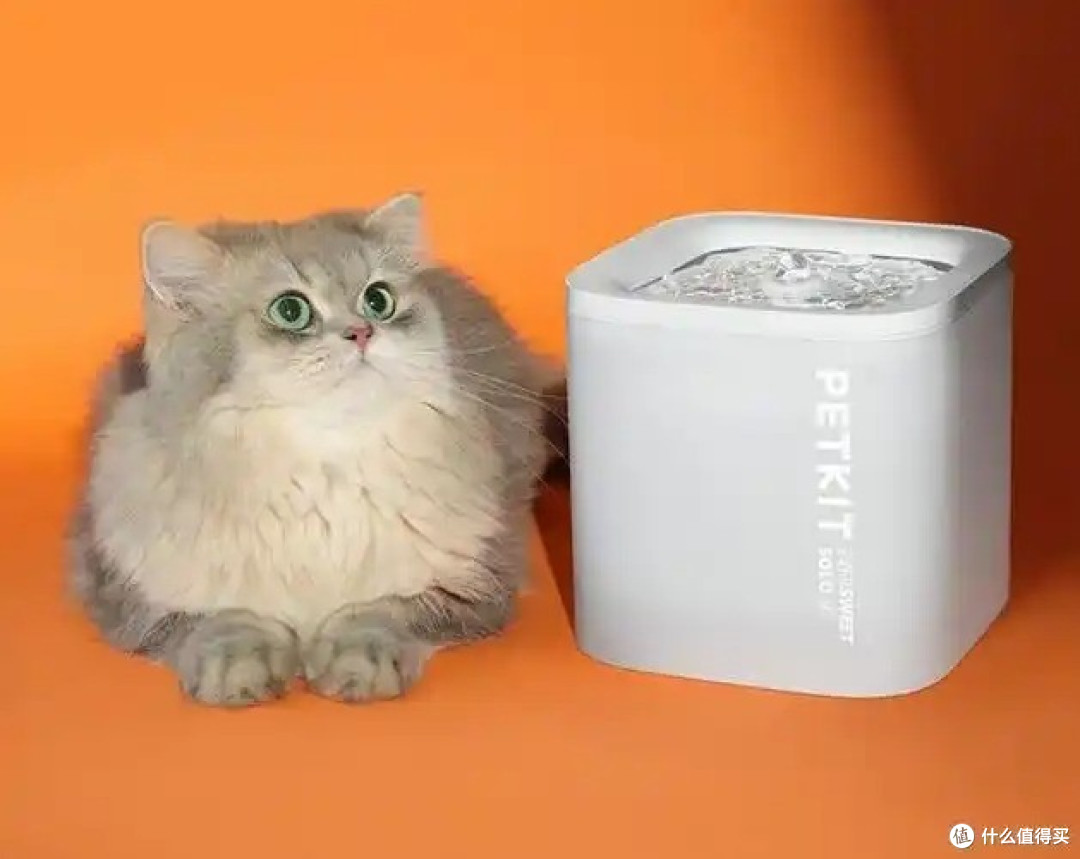 养猫两年踩过的坑,这几样闭眼入不后悔