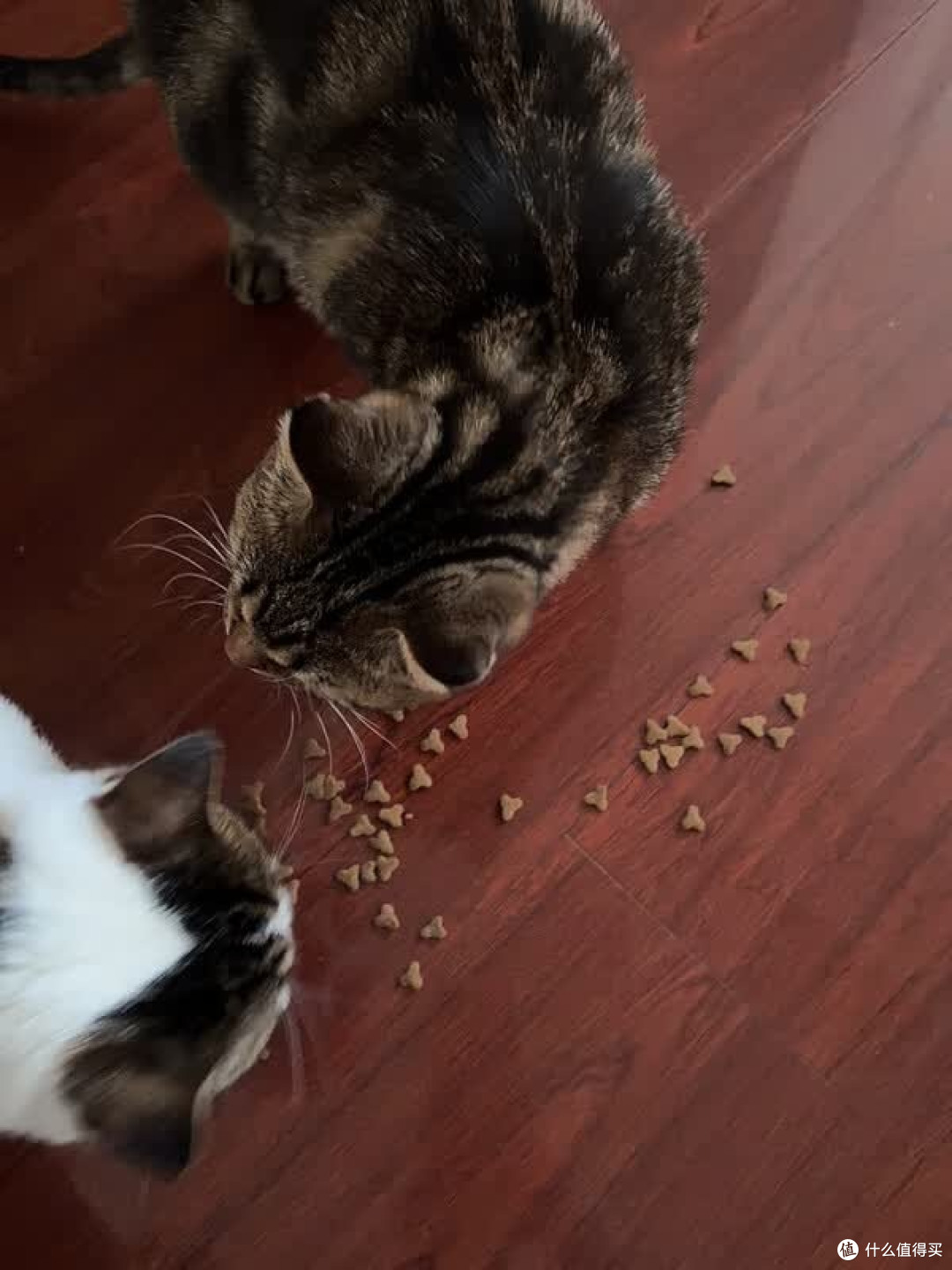 玫斯猫粮多猫家庭实测报告