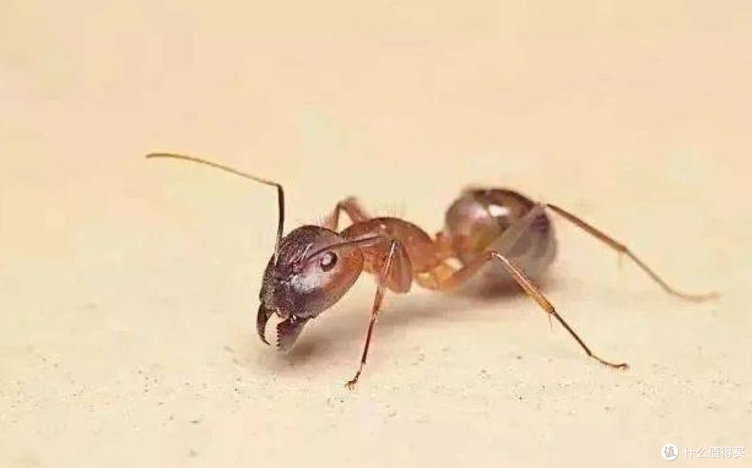 花盆里总有蚂蚁爬来爬去?别急着乱喷药,先搞懂怎么治本