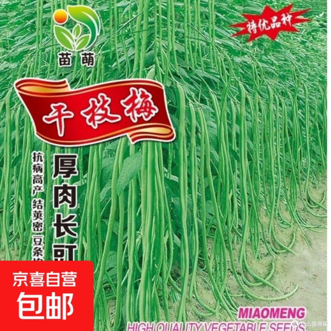 清炒与干煸：豆角里的两重人生