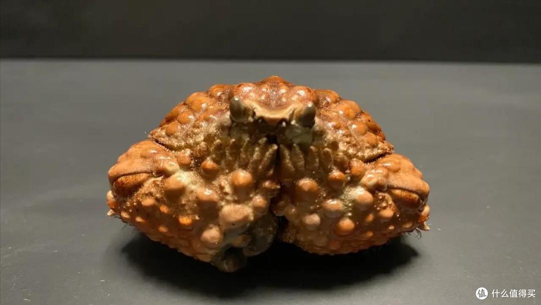 “面包蟹”有多少种？哪个品种最好吃？今天全读懂，来，涨知识了