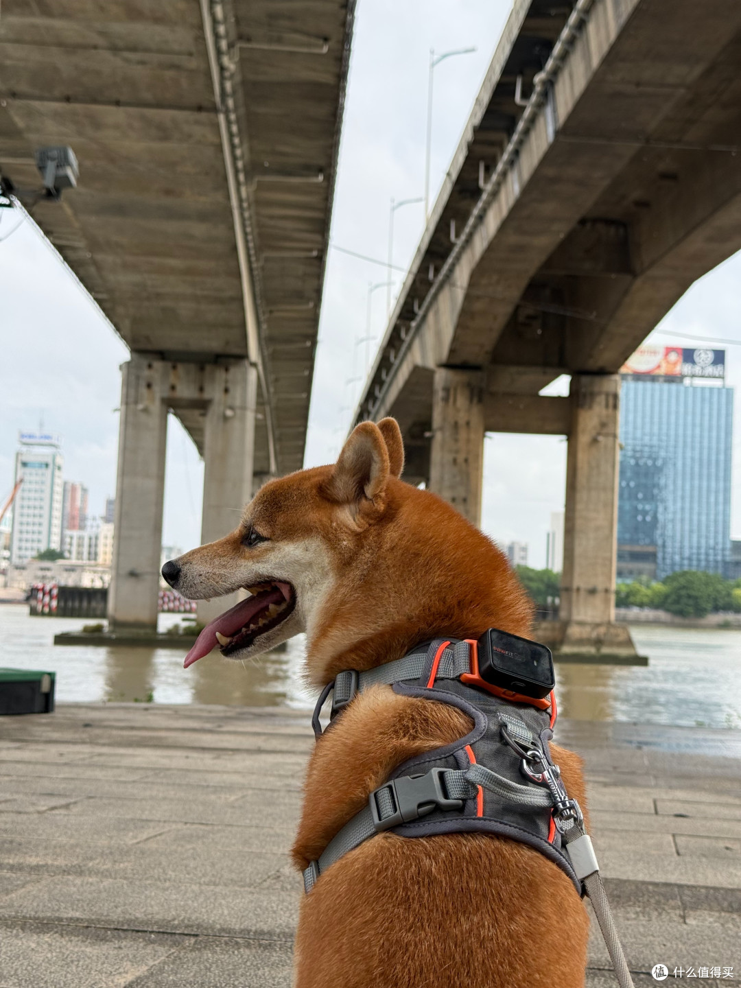 养宠家庭必备!实测Pawfit 3宠物定位器,安全感与养宠刚需双在线