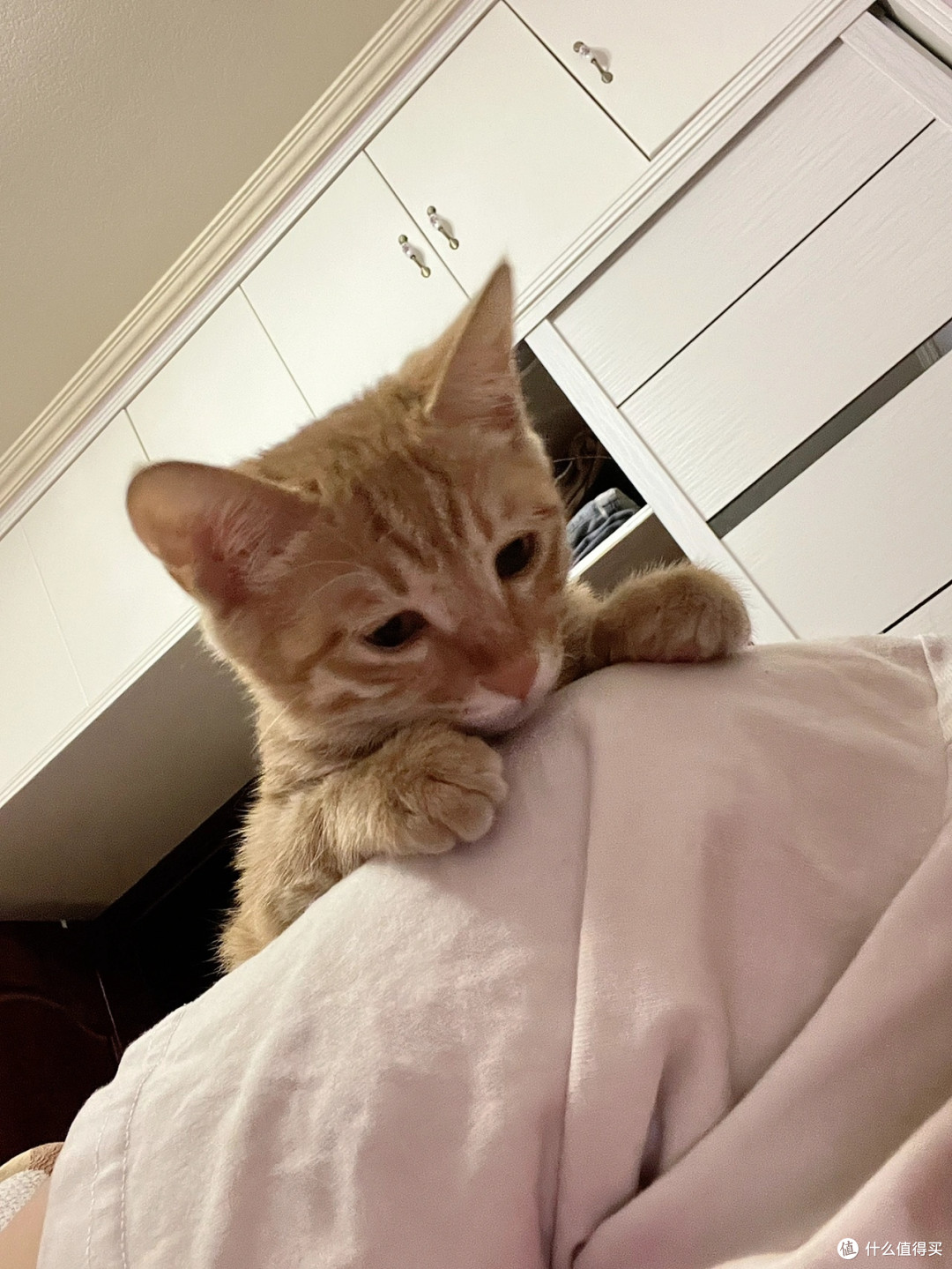 两岁橘猫的培育心得分享