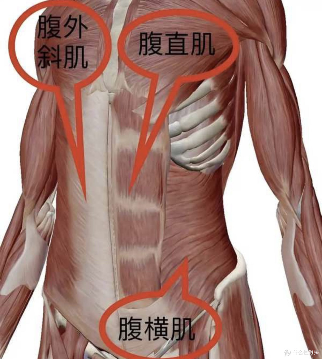 健身必看|如何练出有力量感的腹肌?看完这篇就够了