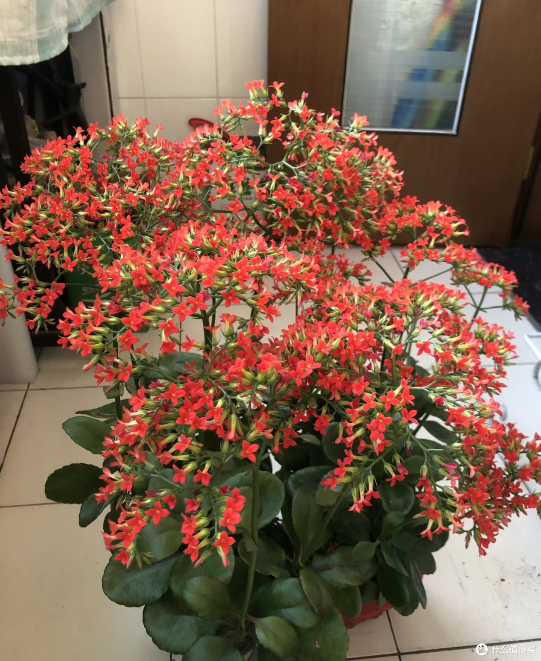 秋雨连绵也不怕，耐雨淋+抗炭疽，这几种长寿花放心露天养