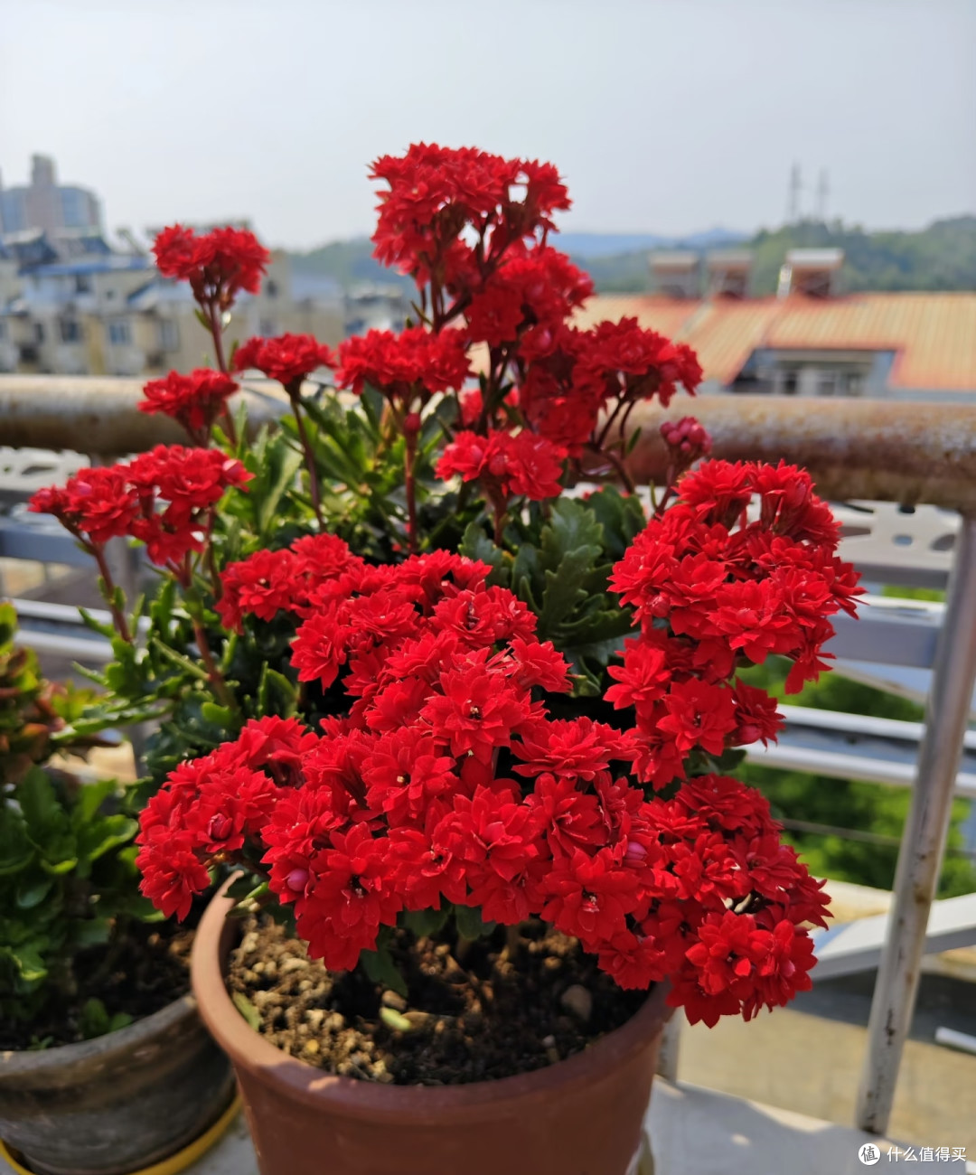 秋雨连绵也不怕，耐雨淋+抗炭疽，这几种长寿花放心露天养