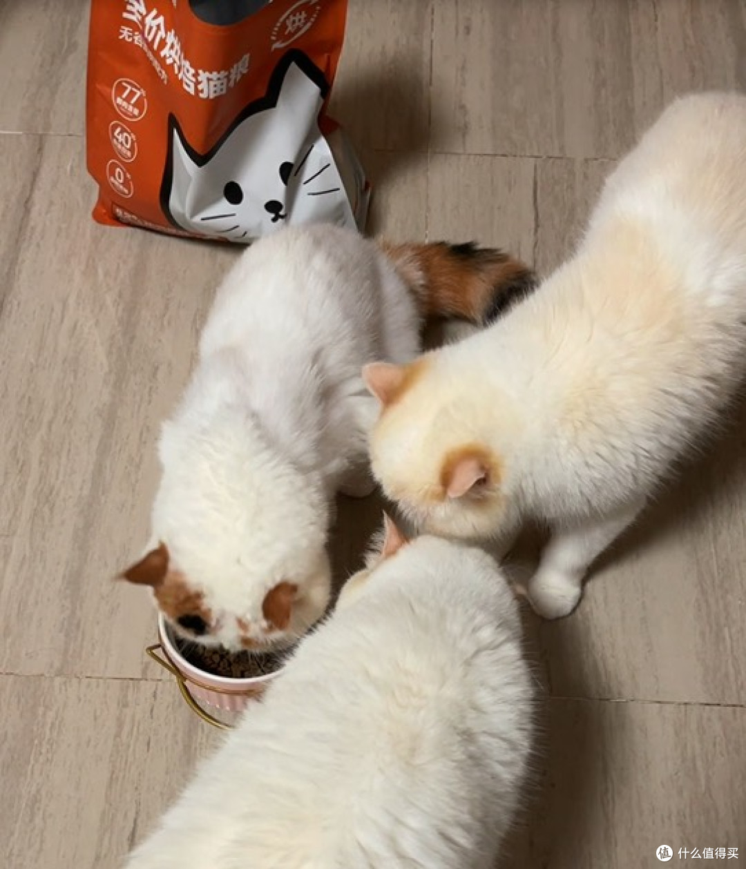 黑下巴反复真的不知道怎么选猫粮?希喂这款烘焙猫粮真的深得喵心