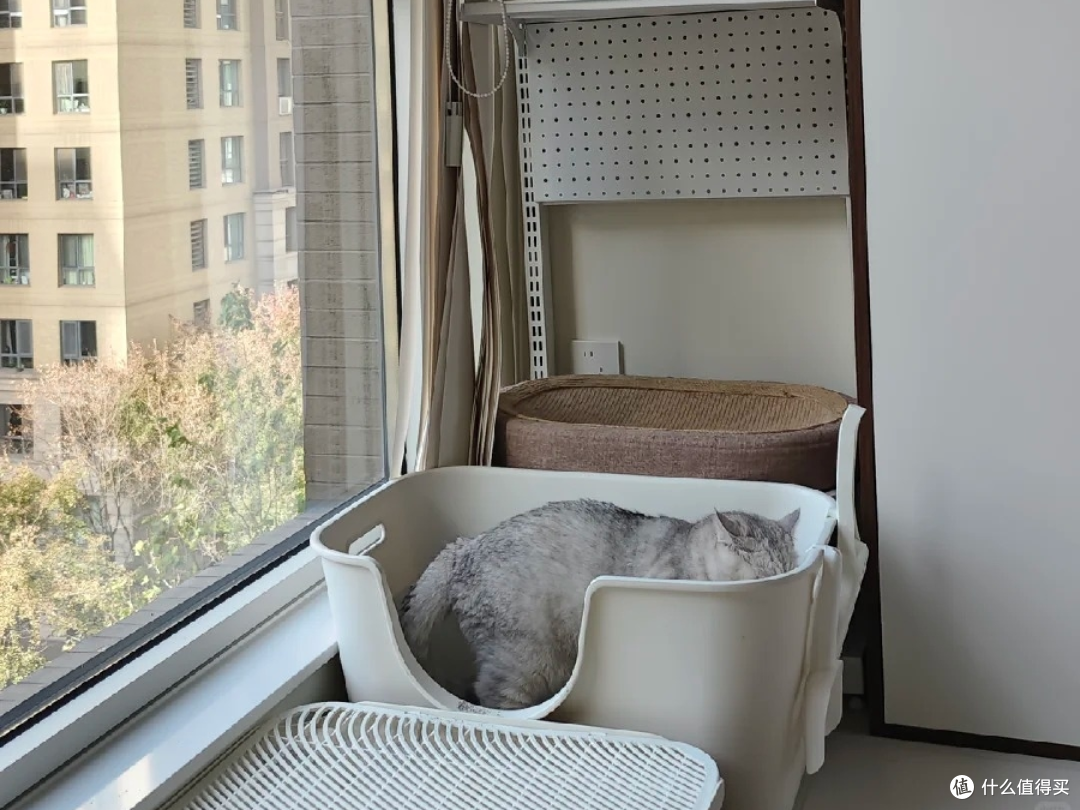 养猫臭别硬扛!6 款除臭猫砂实测,多猫家庭也能用