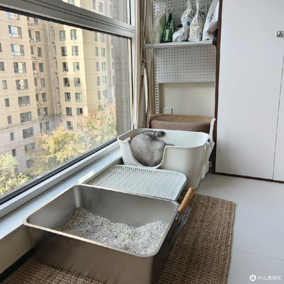 养猫臭别硬扛!6 款除臭猫砂实测,多猫家庭也能用