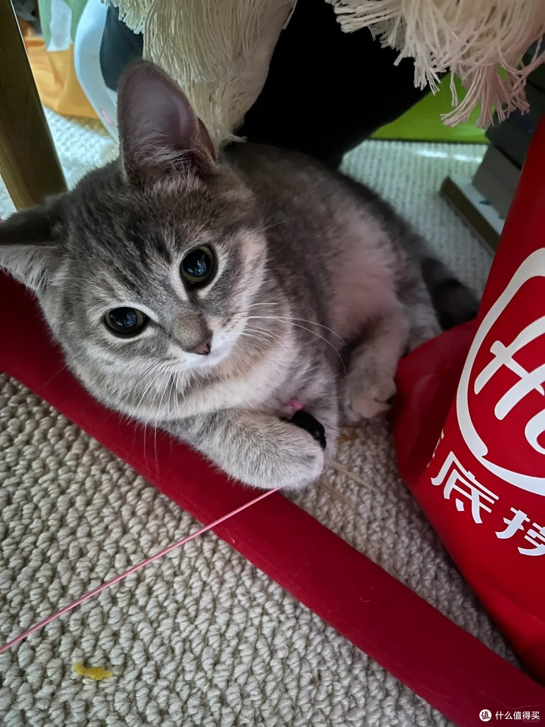 养猫臭别硬扛!6 款除臭猫砂实测,多猫家庭也能用